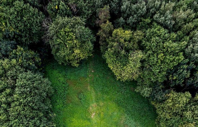Wald verkaufen mit AgrarKapital